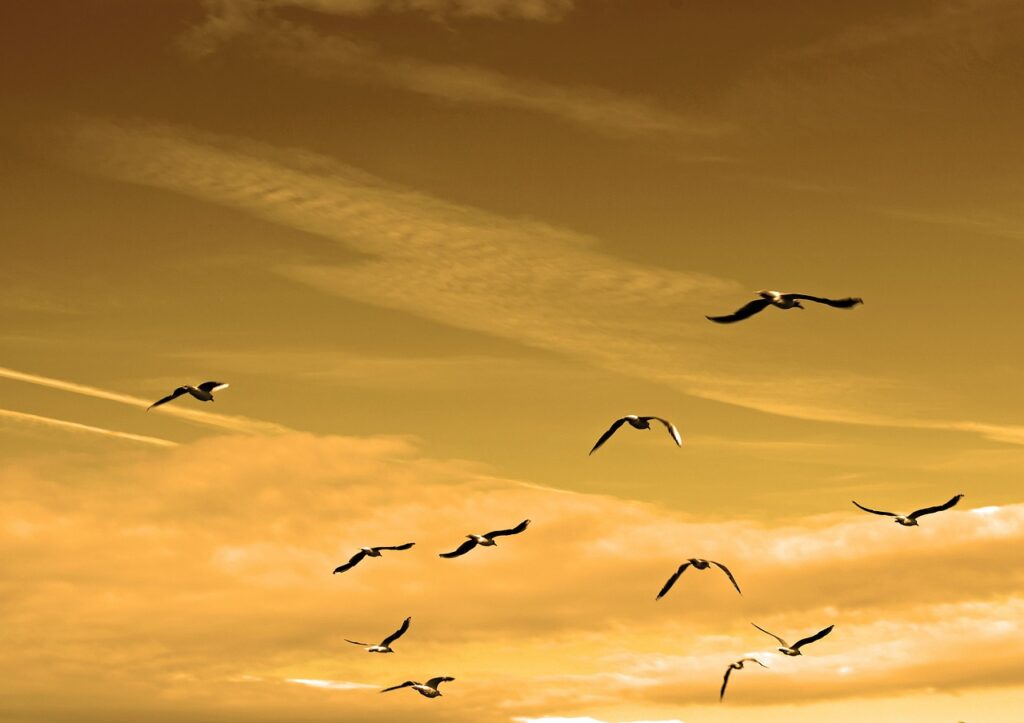 image of a flock of bird in the sky to illustrate a post about bird strike testing