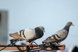 image of two pigeons sat on a perch